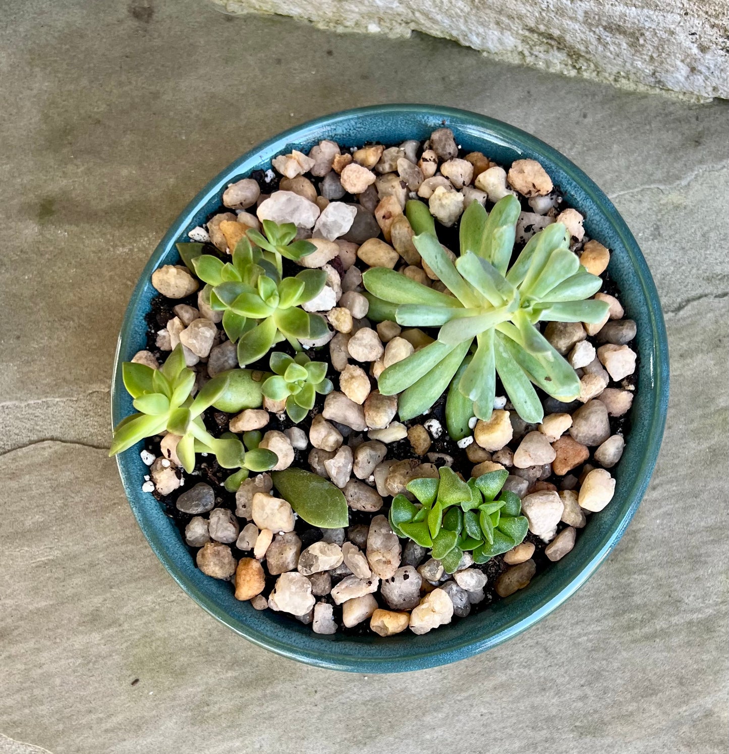 Planter Large